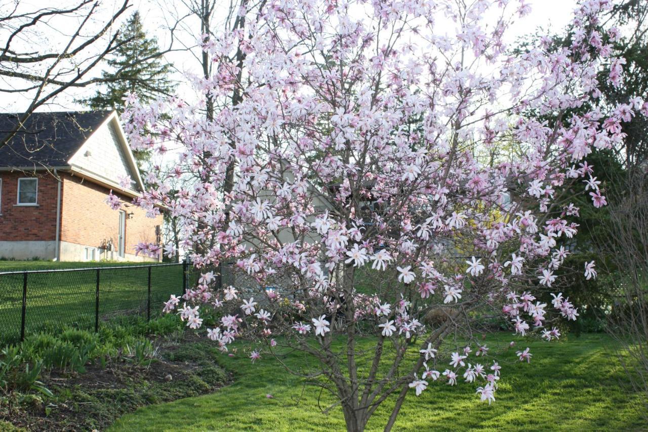 Cayuga Carrousel Bed & Breakfast المظهر الخارجي الصورة